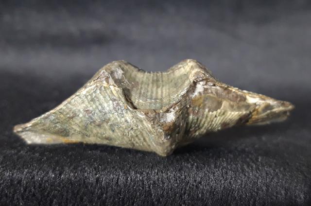 Cyrtospirifer verneuili (MURCHISON 1840) - Bild © FossNet FossilienStore